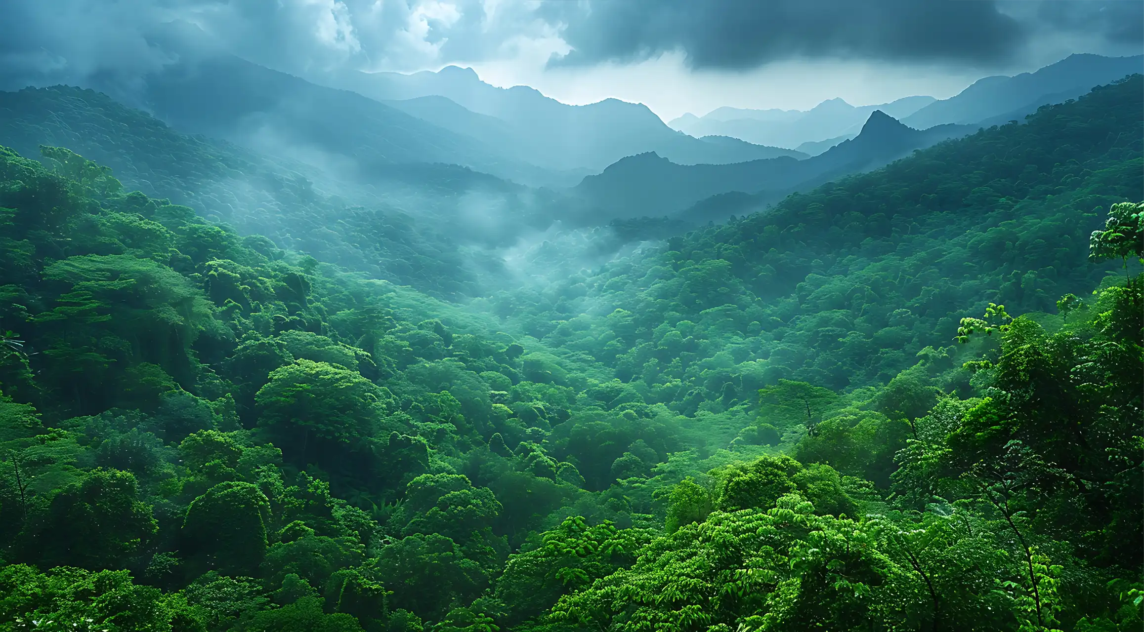 forest full of ebony wood in sri lanka